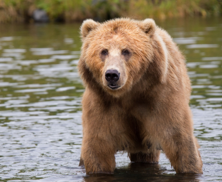 Bearnard mean's as strong or bold as a bear