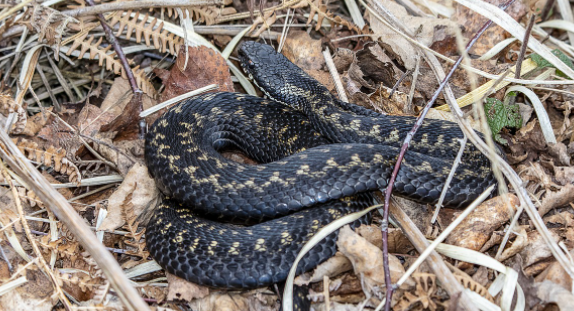 Nathair is said to have originated from the word Naga, Snake 